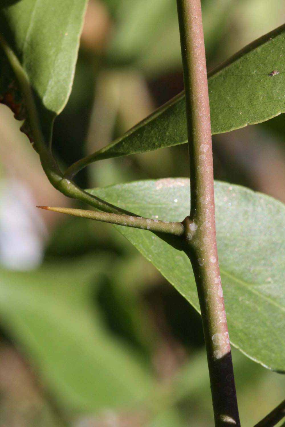              First year twig with thorn (Riverside,   CA)       